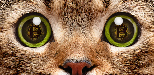 Portrait of a cat closeup, in whose eyes a symbol of bitcoin, electronic crypto currency