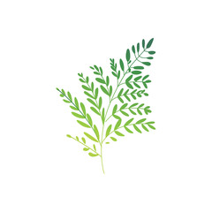 Vector cartoon abstract green plant icon. Wild meadow field grass garden spring easter, women day romantic holiday, wedding invitation card decoration summer floral Illustration white background