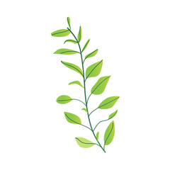 Fototapeta premium Vector flat abstract green fern plant icon. Wild meadow field grass garden spring easter, women day romantic holiday, wedding invitation card decoration summer floral Illustration white background