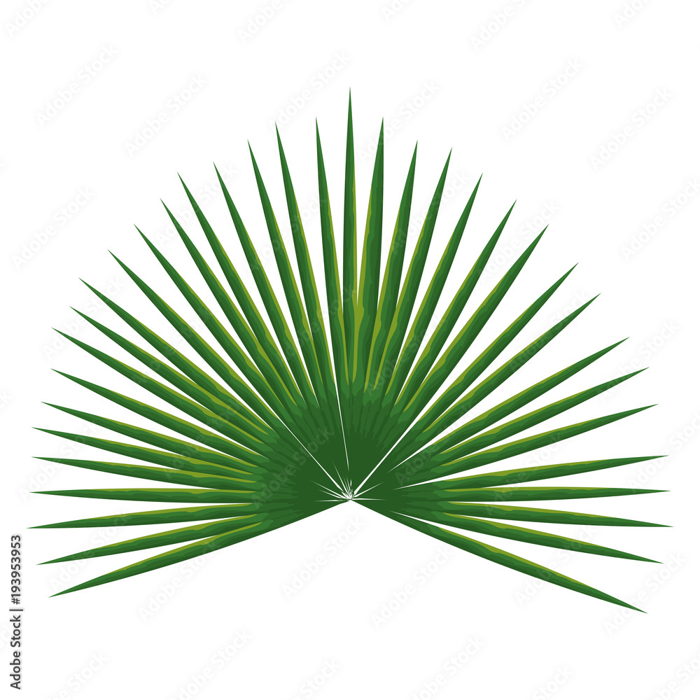 Canvas Prints tropical leaf palm icon vector illustration design