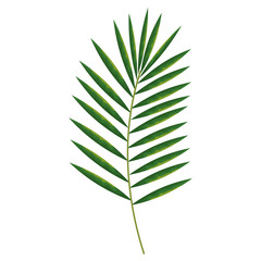 Fototapeta na wymiar tropical leaf palm icon vector illustration design