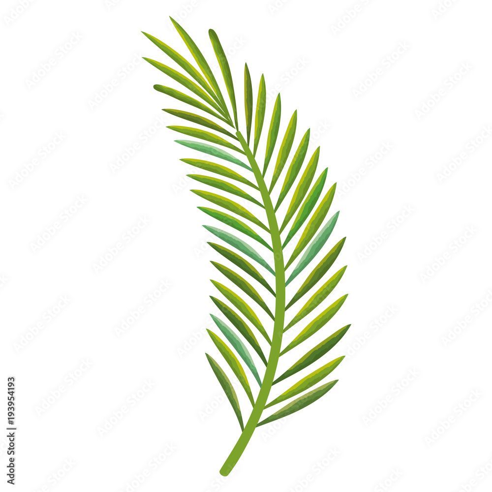 Canvas Prints tropical leaf palm icon vector illustration design