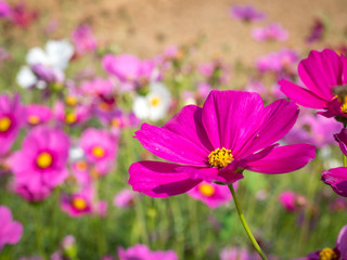 Fototapeta premium Cosmos Flower Field 06
