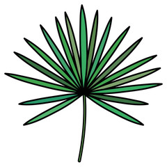 tropical leaf palm icon vector illustration design