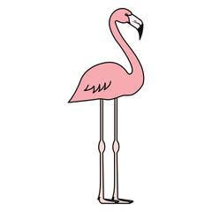 exotic and tropical flemish bird vector illustration design