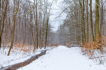 Gespensterwald im Winter