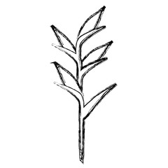 tropical and exotic heliconia vector illustration design