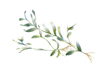 watercolor painting of leaves illustration on white background