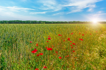 Green wheat field. Agriculture scene.
