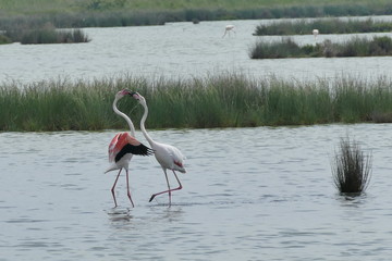 Fenicottero rosa - birdwatching nel Parco del Delta del Po