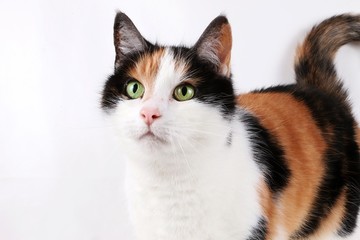 kleine dreifarbige katze im studio