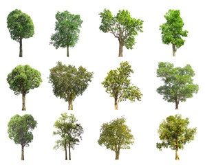 collections green tree isolated. green tree  isolated on white background.