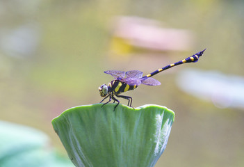 dragonfly in the nature