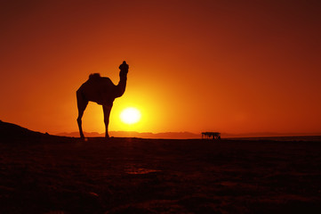 Sunrise and camel in Dahab, Egypt