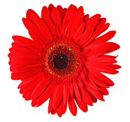 Flower head of gerbera isolated on white background.