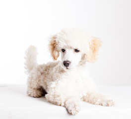 vit dvärgpudel ligger is tudio isolerat mot vitt