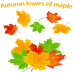 Set of maple leaves. Bright autumn leaf. Yellow and red autumn leaves, isolated on a white background. Vector illustration.