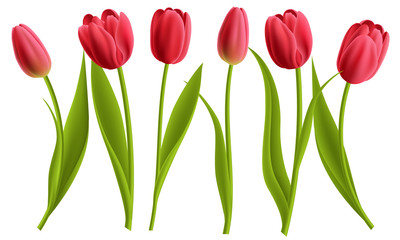 Realistic red tulip flower collection with leaves. Vector illustration, isolated on white for spring and nature design. - obrazy, fototapety, plakaty