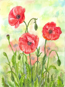 Red watercolor poppies illustration