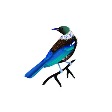 blauer Vogel Illustration
