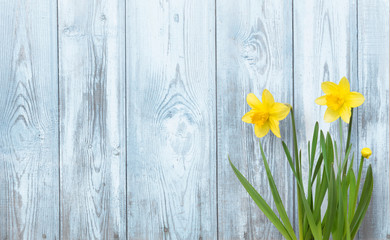 Spring background with Yellow daffodils flowers
