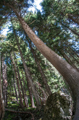Fototapeta premium Coniferous forest Karachaevo Cherkessia. Arkhyz.
