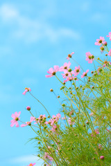 秋桜