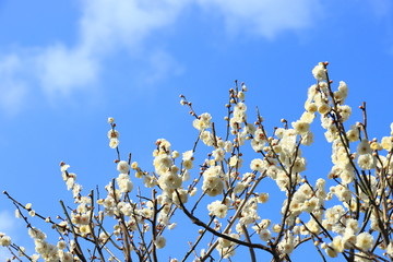 梅