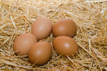 Five eggs on the pile of straw