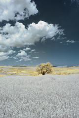 Infrared Landscape Photos of Beautiful Nature