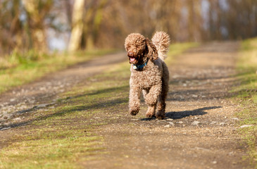 Brown Miniature Poodle sprinting along a country lane and having fun at sunset in the countryside