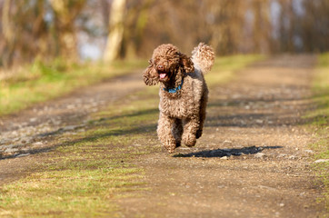 Brown Miniature Poodle sprinting along a country lane and having fun at sunset in the countryside