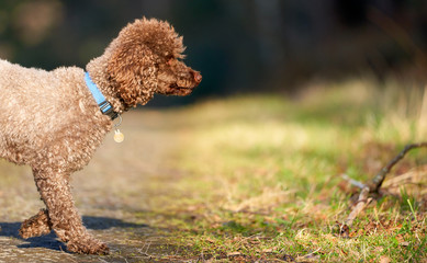 Brown Miniature Poodle investigating his surroundings at sunset in the countryside