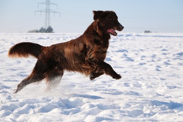 brauner flat coated retriever hat spaß im schnee