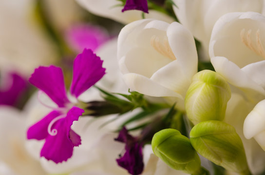 beautiful white fresia closeup.