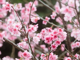 Fototapeta na wymiar 沖縄に咲く紅いヒカンザクラ、桜、寒緋桜