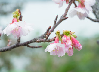 沖縄に咲く紅いヒカンザクラ、桜、寒緋桜