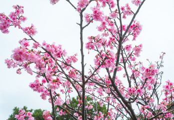 沖縄に咲く紅いヒカンザクラ、桜、寒緋桜