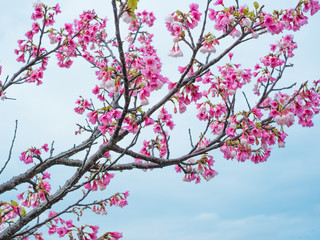 Obraz na płótnie Canvas 沖縄に咲く紅いヒカンザクラ、桜、寒緋桜