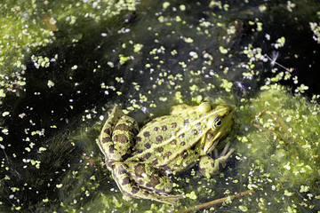 Natur und Frosch