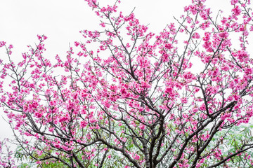 沖縄に咲く紅いヒカンザクラ、桜、寒緋桜