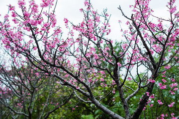 沖縄に咲く紅いヒカンザクラ、桜、寒緋桜