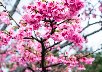 沖縄に咲く紅いヒカンザクラ、桜、寒緋桜