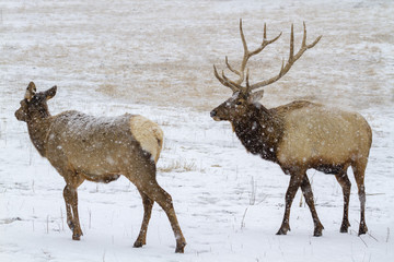 Elks during snowstorms, Iowa, USA