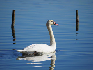 Fototapeta premium 湖を優雅に泳ぐ白鳥