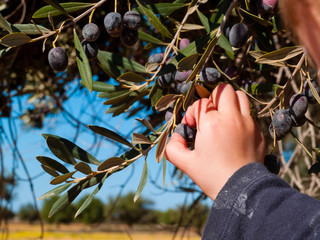 baby's hand picks olives from the plant