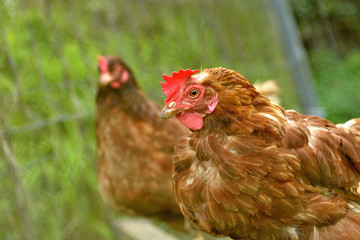 Farm Hens