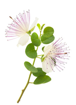 Caper branch with flowers