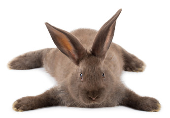 lying brown rabbit