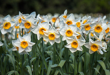 Fototapeta premium blooming white narcissus field